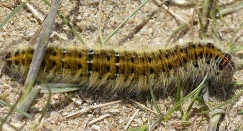 Réf. 182 663 : Lasiocampa trifolii